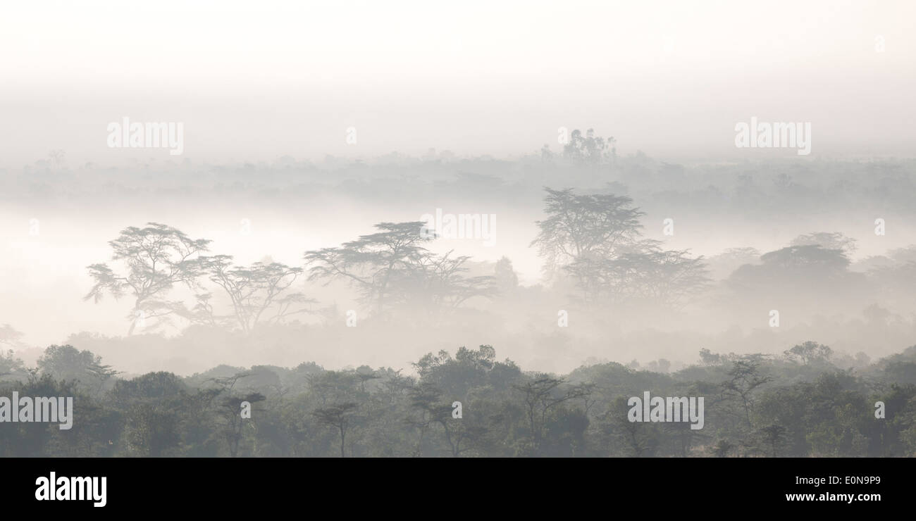 Brume matinale Afrique Kenya Laikipia Banque D'Images