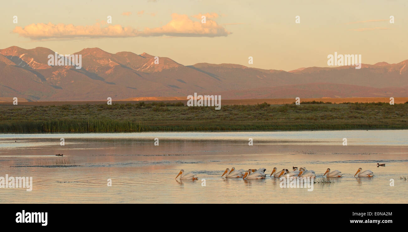 Le pélican blanc d'un troupeau sur un lac de montagne au coucher du soleil. Banque D'Images