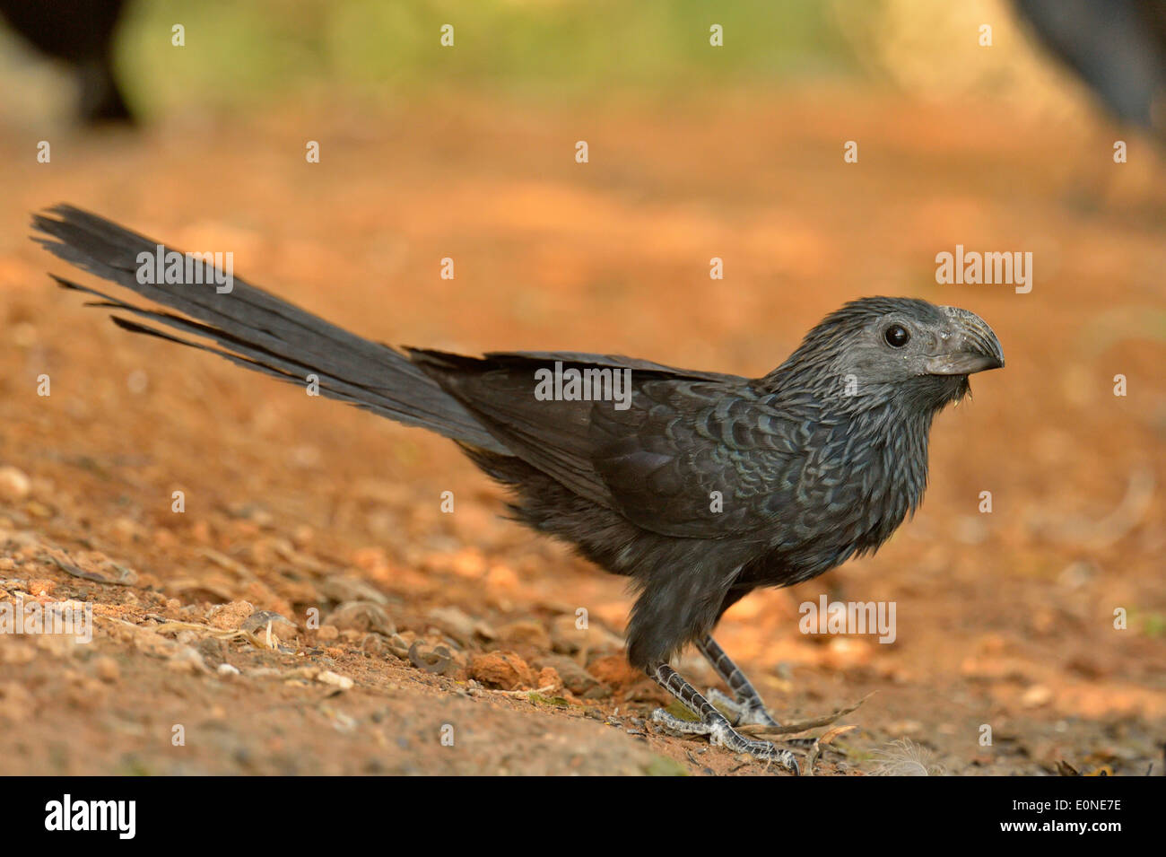 Groove-billed Ani (Crotophaga sulcirostris), Rio Grande City, Texas, États-Unis Banque D'Images