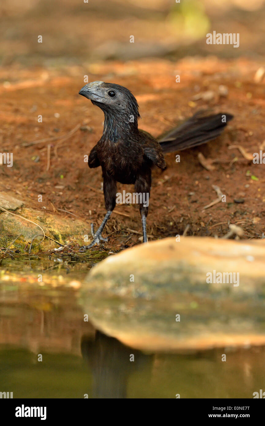 Groove-billed Ani (Crotophaga sulcirostris), Rio Grande City, Texas, États-Unis Banque D'Images