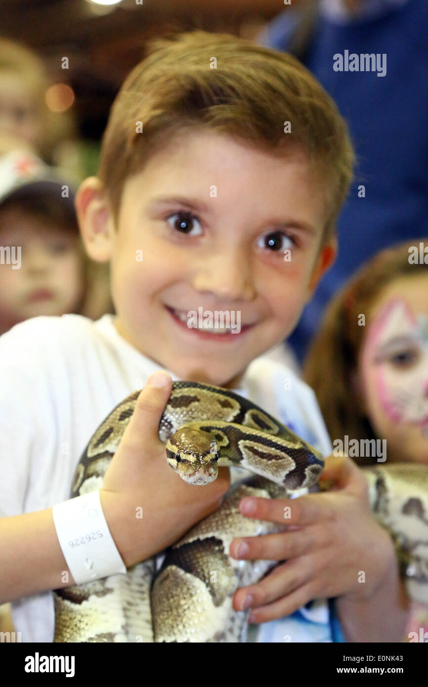 Londres, Royaume-Uni. 17 mai 2014. Cohen Murphy de Londres devient de plus près avec un serpent Python royal à la London Pet Show, Earls Court, Londres. Crédit : Paul Brown/Alamy Live News Banque D'Images