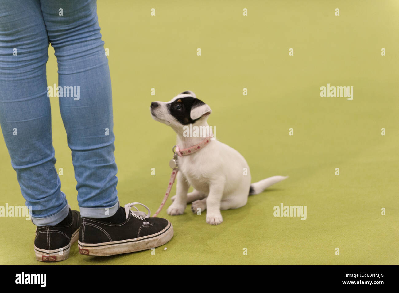 Londres, Royaume-Uni. 17 mai 2014. La London Pet Show parrainé par mon animal de compagnie en ligne. Démonstration de la formation de chiot. Le Pet Show contient des zones pour les chats, chiens, petits animaux et Furries, aquatiques et les reptiles avec des démonstrations en direct. Credit : Malcolm Park editorial/Alamy Live News Banque D'Images