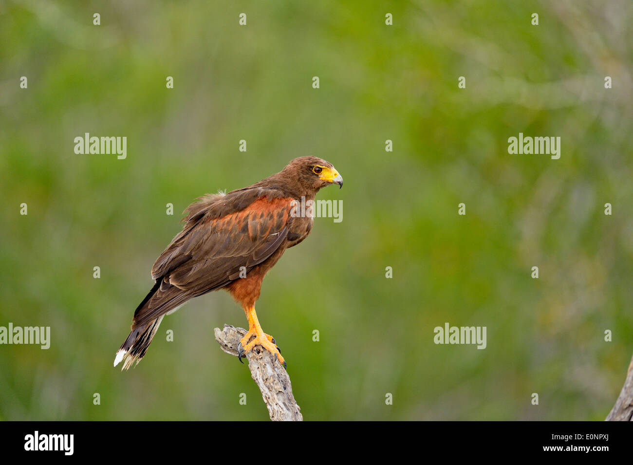 Harris Parabuteo unicinctus (Hawk), Rio Grande City, Texas, États-Unis Banque D'Images