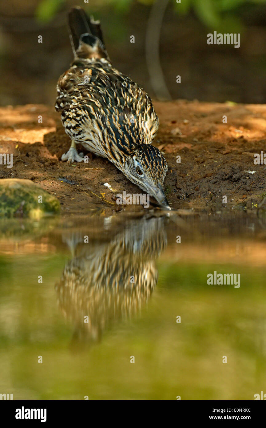 Roadrunner (Geococcyx californianus), Rio Grande City, Texas, États-Unis Banque D'Images