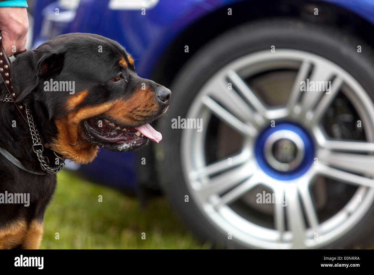 Rottweiler chien et derrière la roue Rolls-Royce Banque D'Images