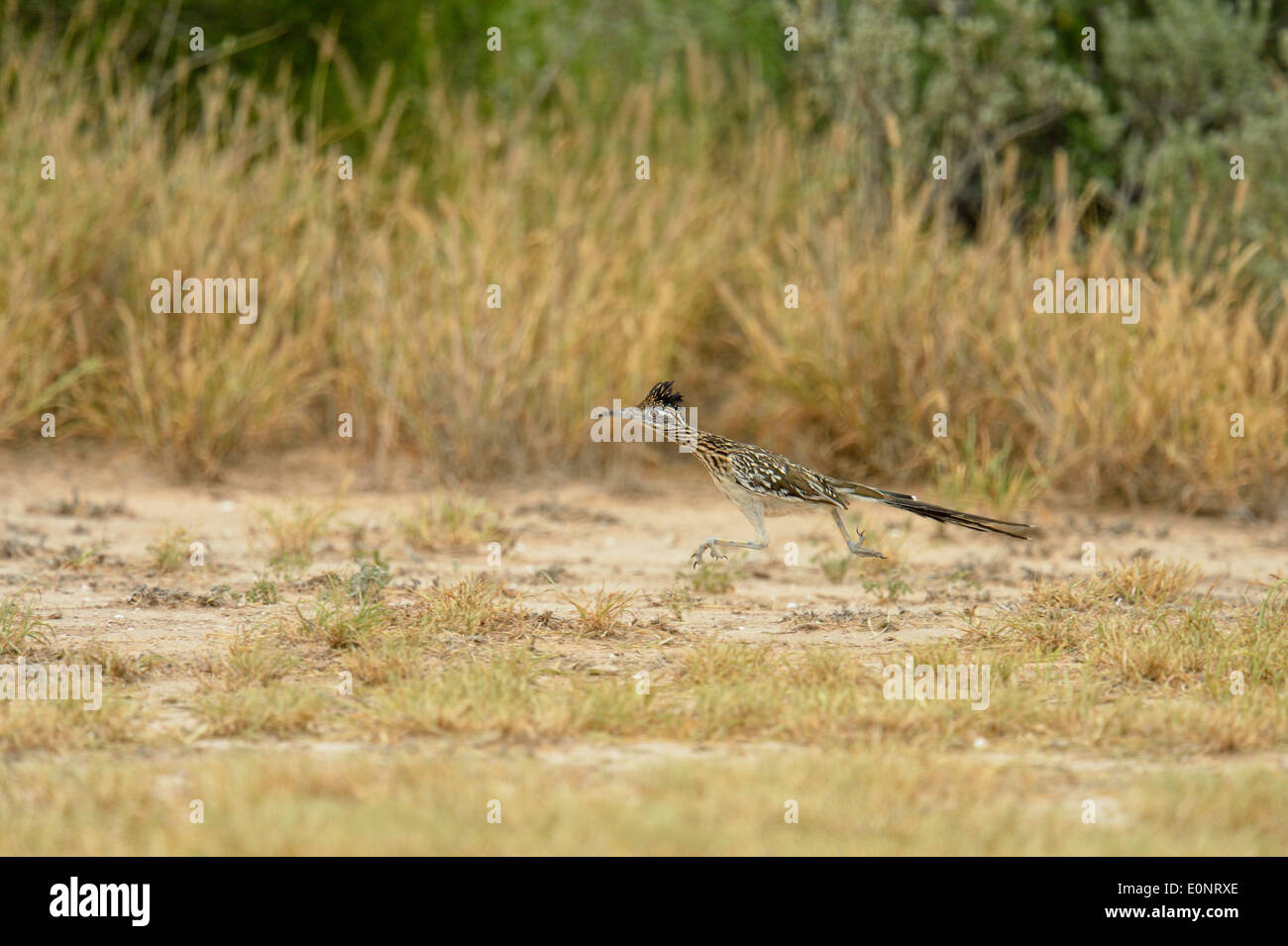 Roadrunner (Geococcyx californianus), Rio Grande City, Texas, États-Unis Banque D'Images