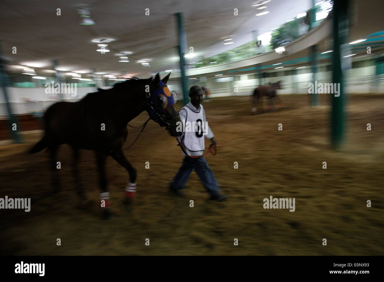 La ville de Panama, Panama. 16 mai, 2014. Les 62 ans marié Javier Carrington, avec 50 ans de travail avec les chevaux, le cheval marche 'Titan' avant une course, au Presidente Remon Racetrack, à Panama City, capitale du Panama, le 16 mai 2014. Presidente Remon Racetrack, fondée en 1956, a environ 80 stands et plus de 100 grooms, dont le travail est de prendre soin, nourrir et préparer les chevaux pour les courses. © Mauricio Valenzuela/Xinhua/Alamy Live News Banque D'Images