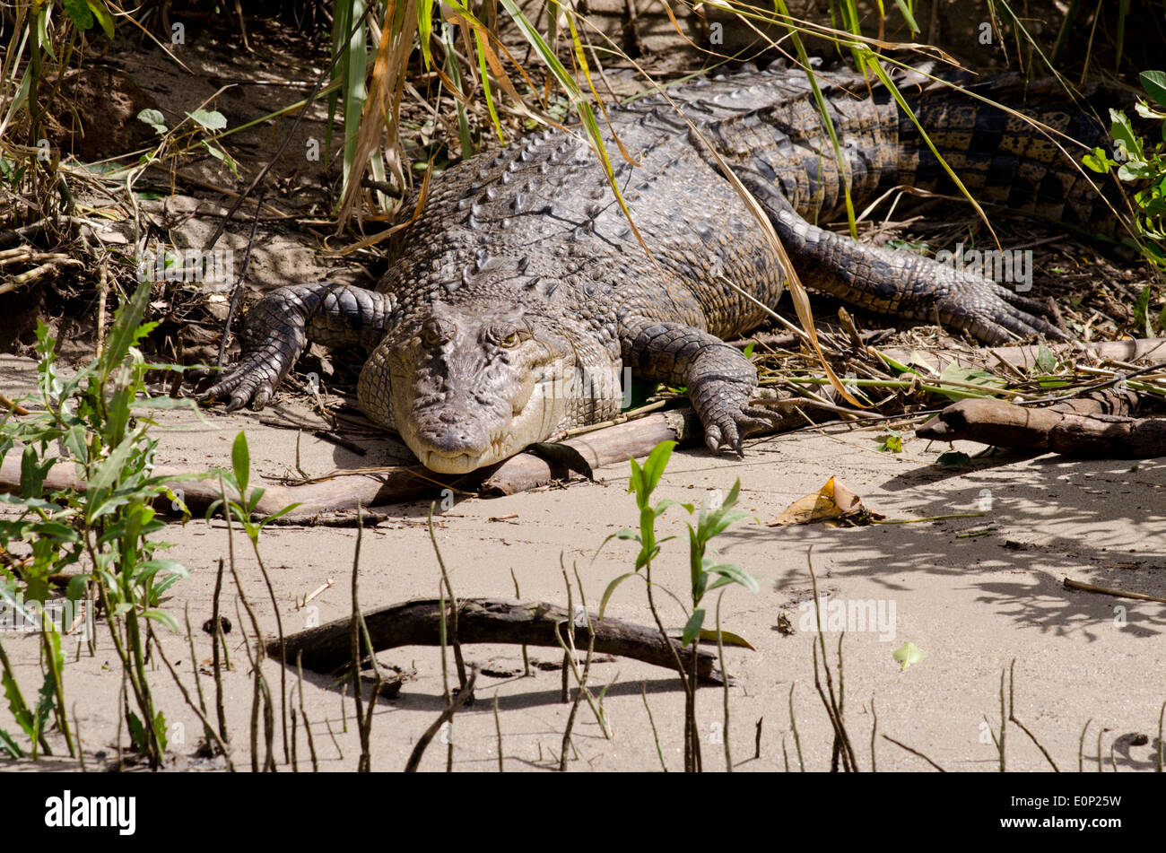 L'Australie, Queensland, Daintree. Parc national de Daintree, Daintree River. Grande femelle saltwater crocodile, sauvage. Banque D'Images