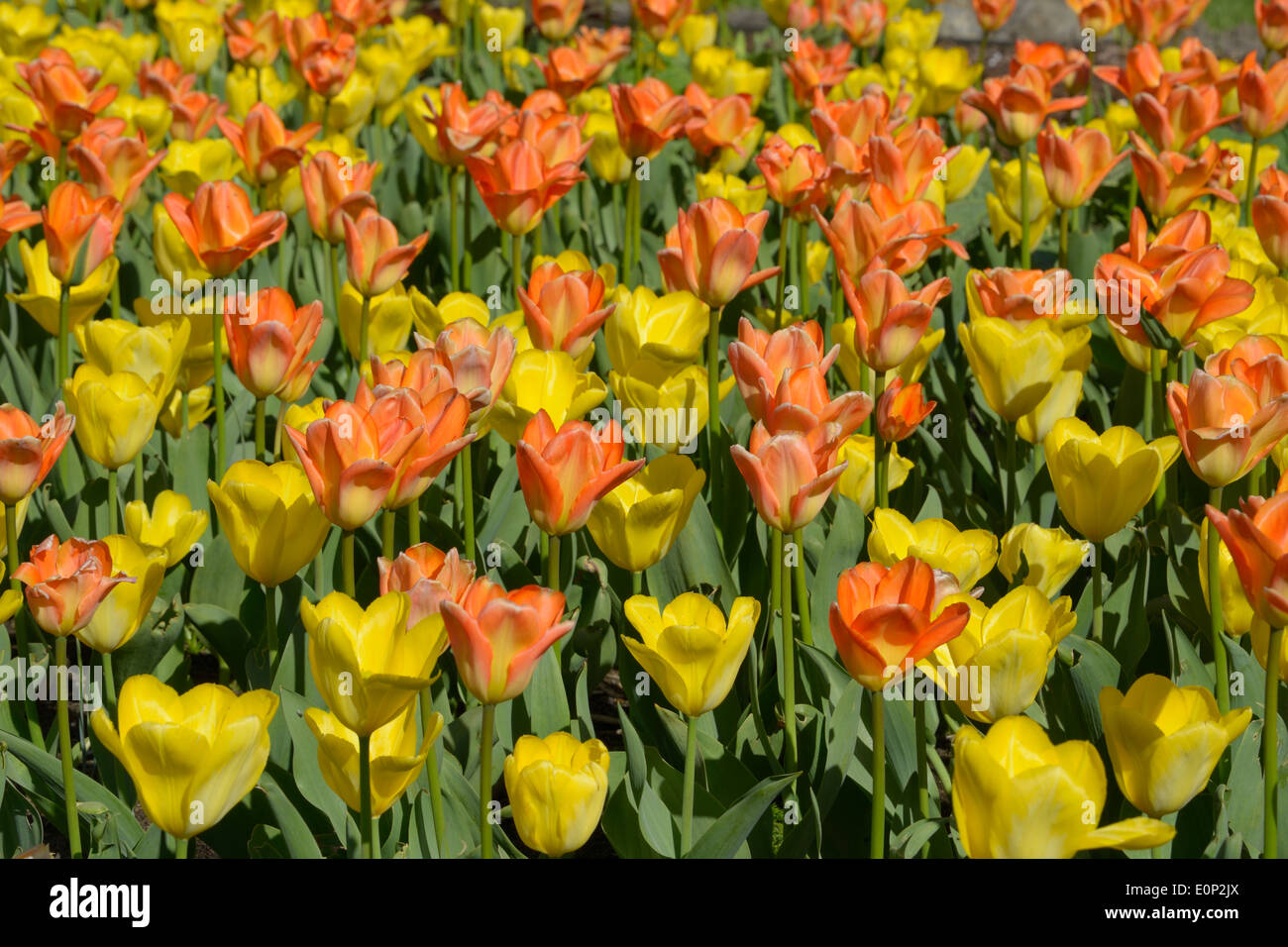 Fleurs jaunes et orange sur le parterre de tulipes.. Banque D'Images