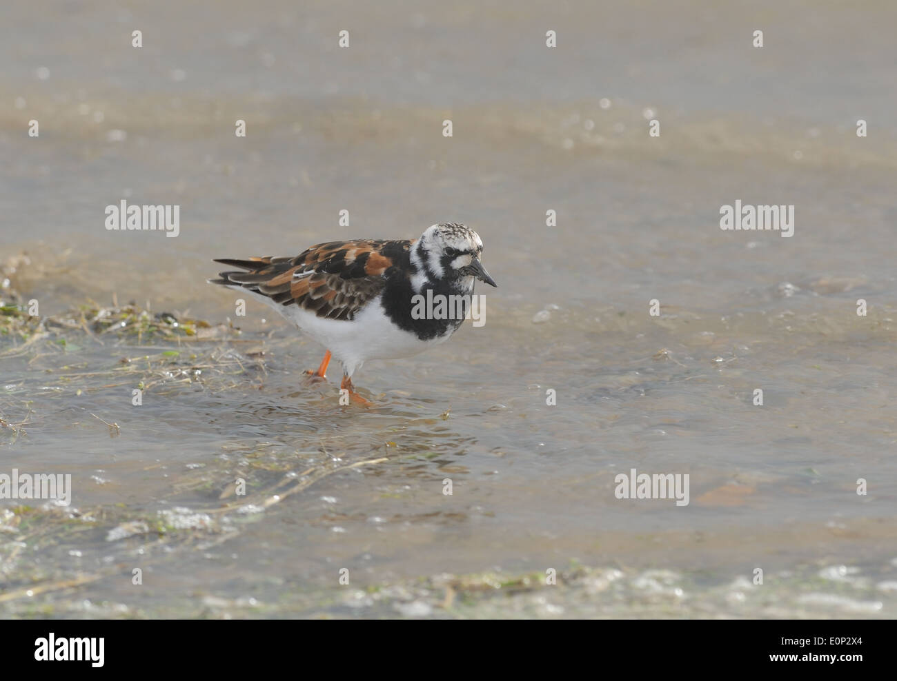 Un collier (Arenaria interpres) en plumage nuptial d'été sur la plage de Blakeney Point. Banque D'Images