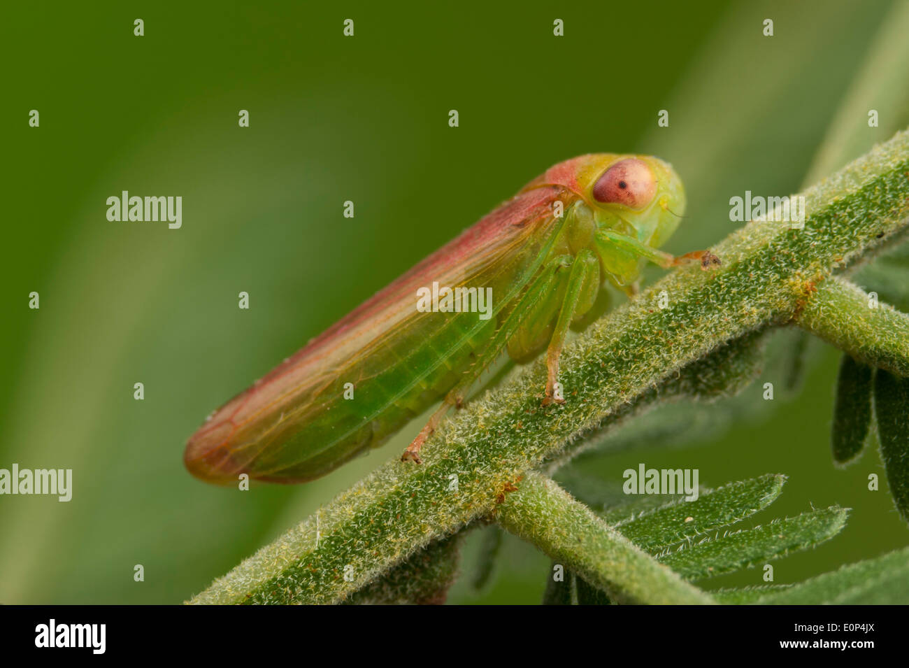 La cicadelle verte et rouge Banque D'Images