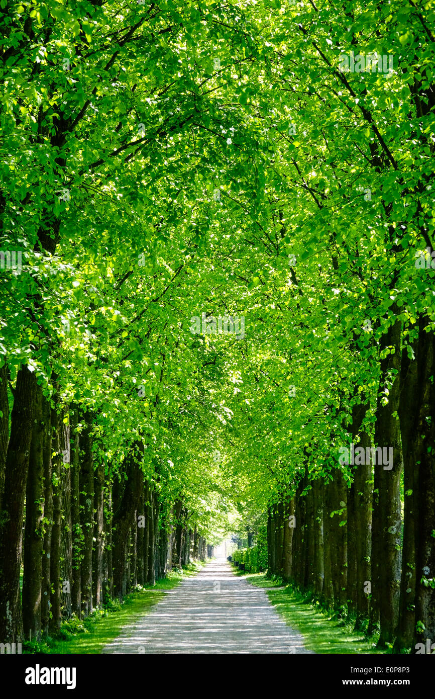 Avenue dans le jardin, cour, Neues Schloss, Bavière, Allemagne Banque D'Images