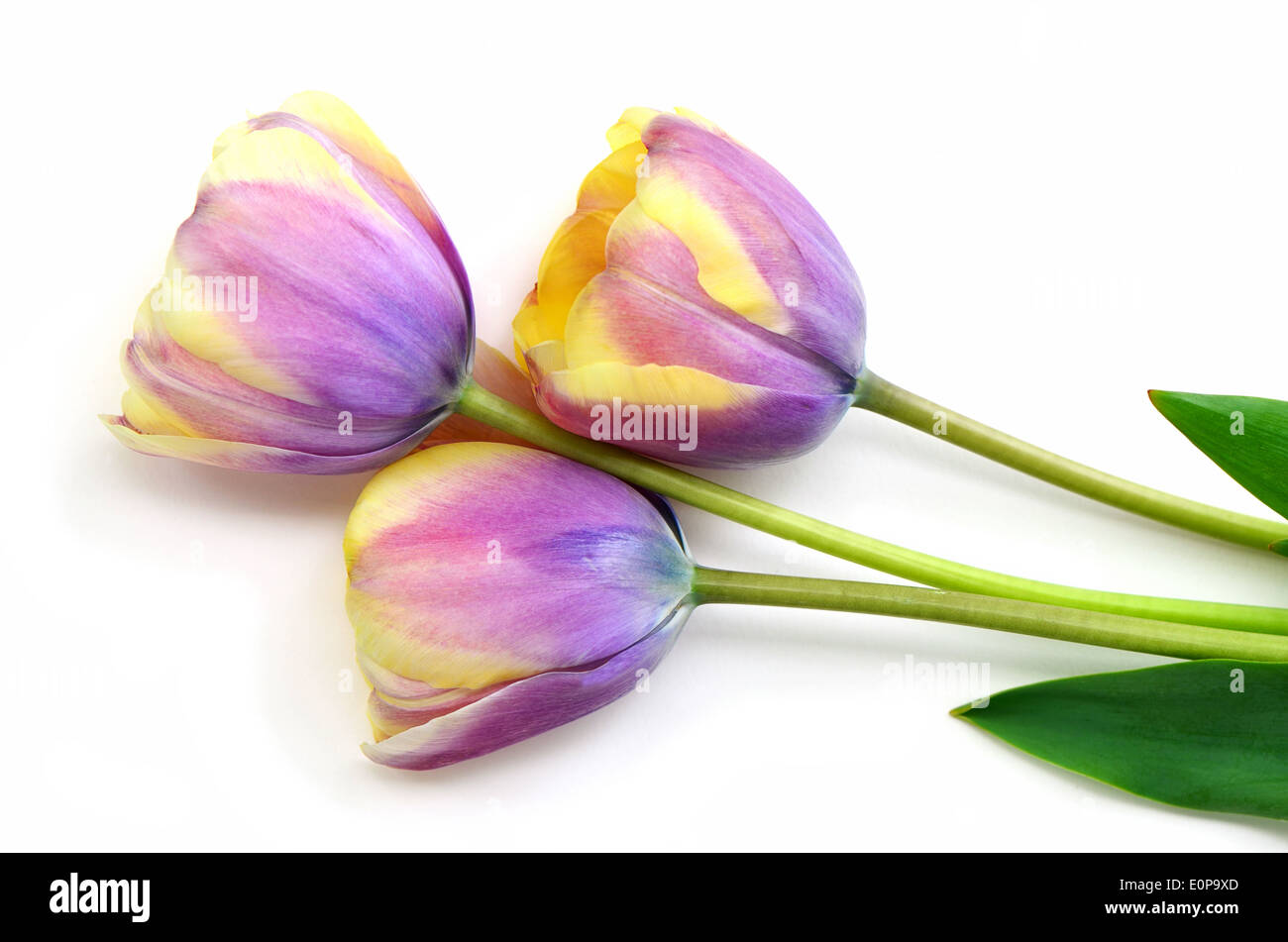 Belle couleur jaune à rayures et tulipes mauves sur fond blanc Banque D'Images