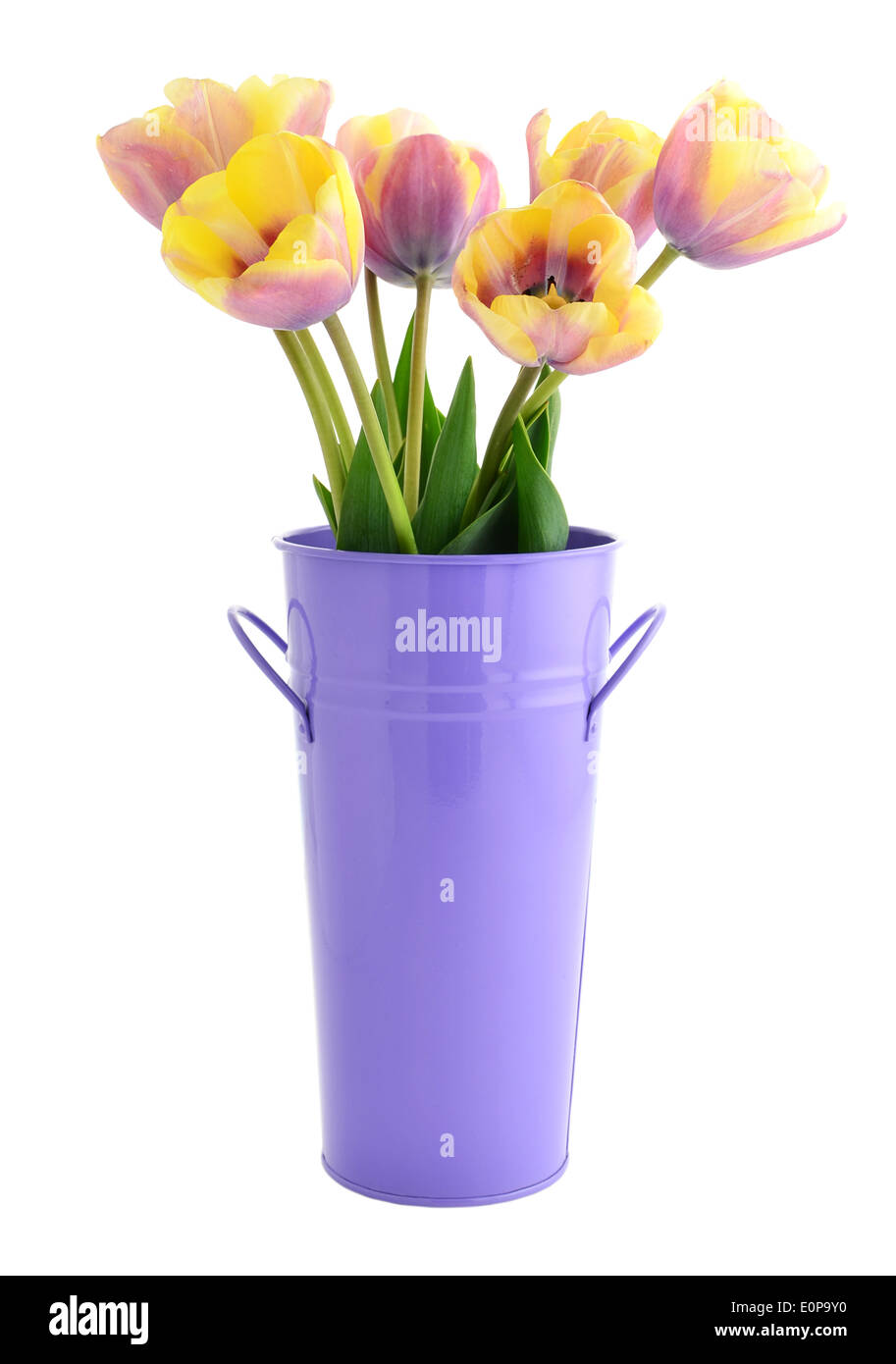 Jaune et violet purple tulips in tin bucket isolated on white Banque D'Images