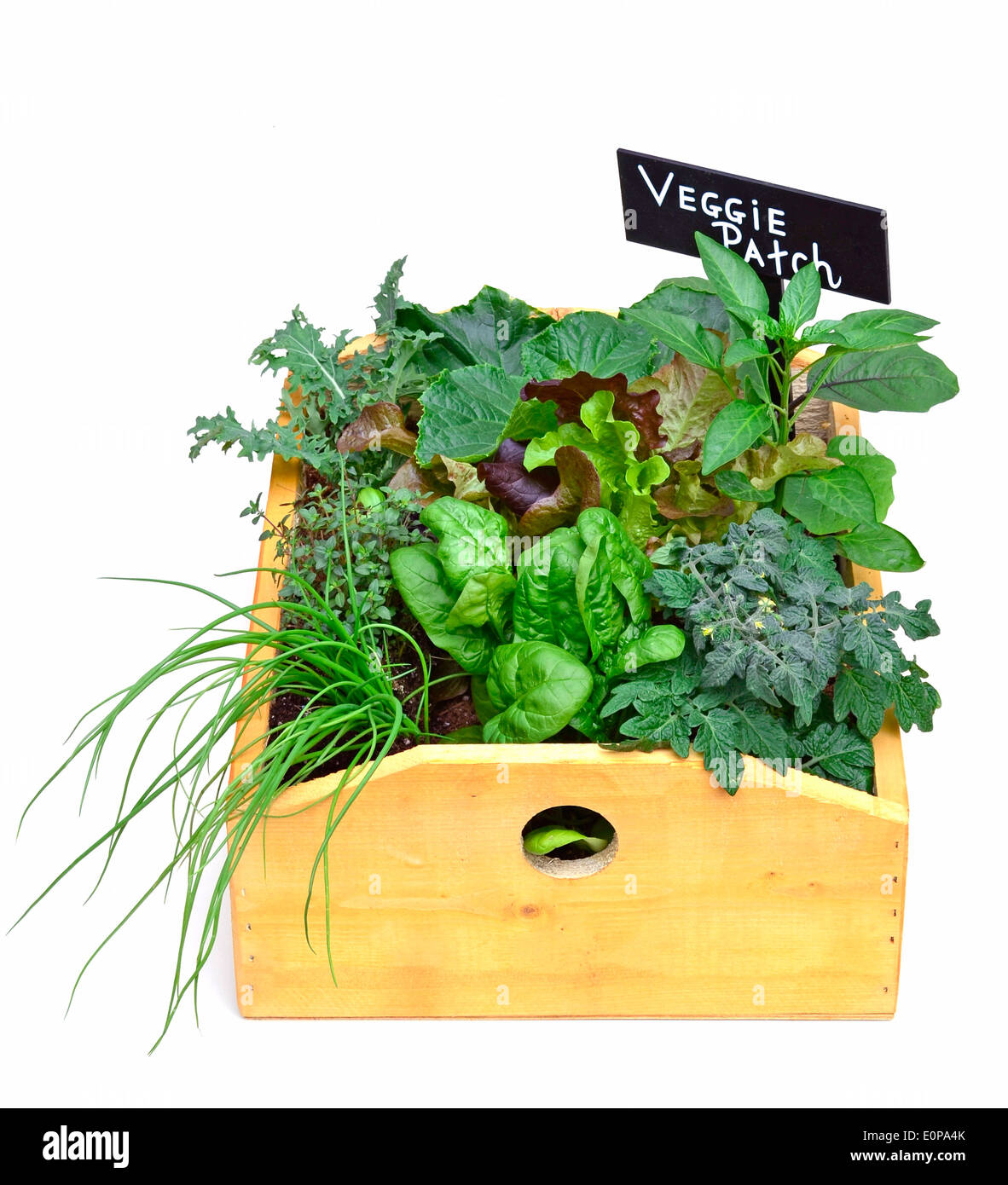 Boîte en bois planté d'une variété de légumes pour un balcon ou petit espace isolé sur fond blanc Banque D'Images