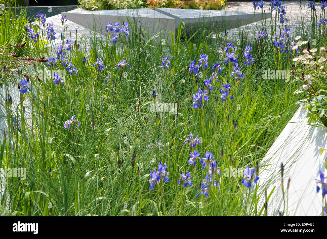 Voir d'iris et d'un coin salon dans le jardin à l'Hydropanorama RBC RHS Chelsea Flower Show. Le jardin conçu par Hugo Bugg et parrainé par la Banque Royale du Canada, montre comment l'eau peut être utilisée de manière durable. Le jardin a reçu une médaille d'or. Banque D'Images