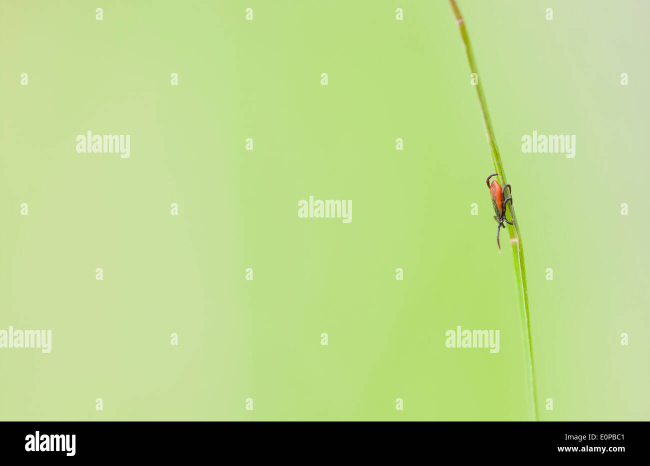 Photo macro d'une petite coche rouge insecte sur une feuille de plante verte Banque D'Images