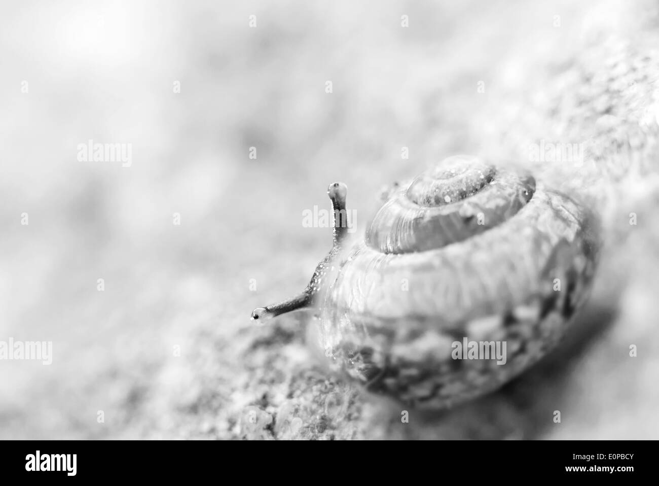 Close up of a little snail peeking ou regarder derrière sa coquille Banque D'Images