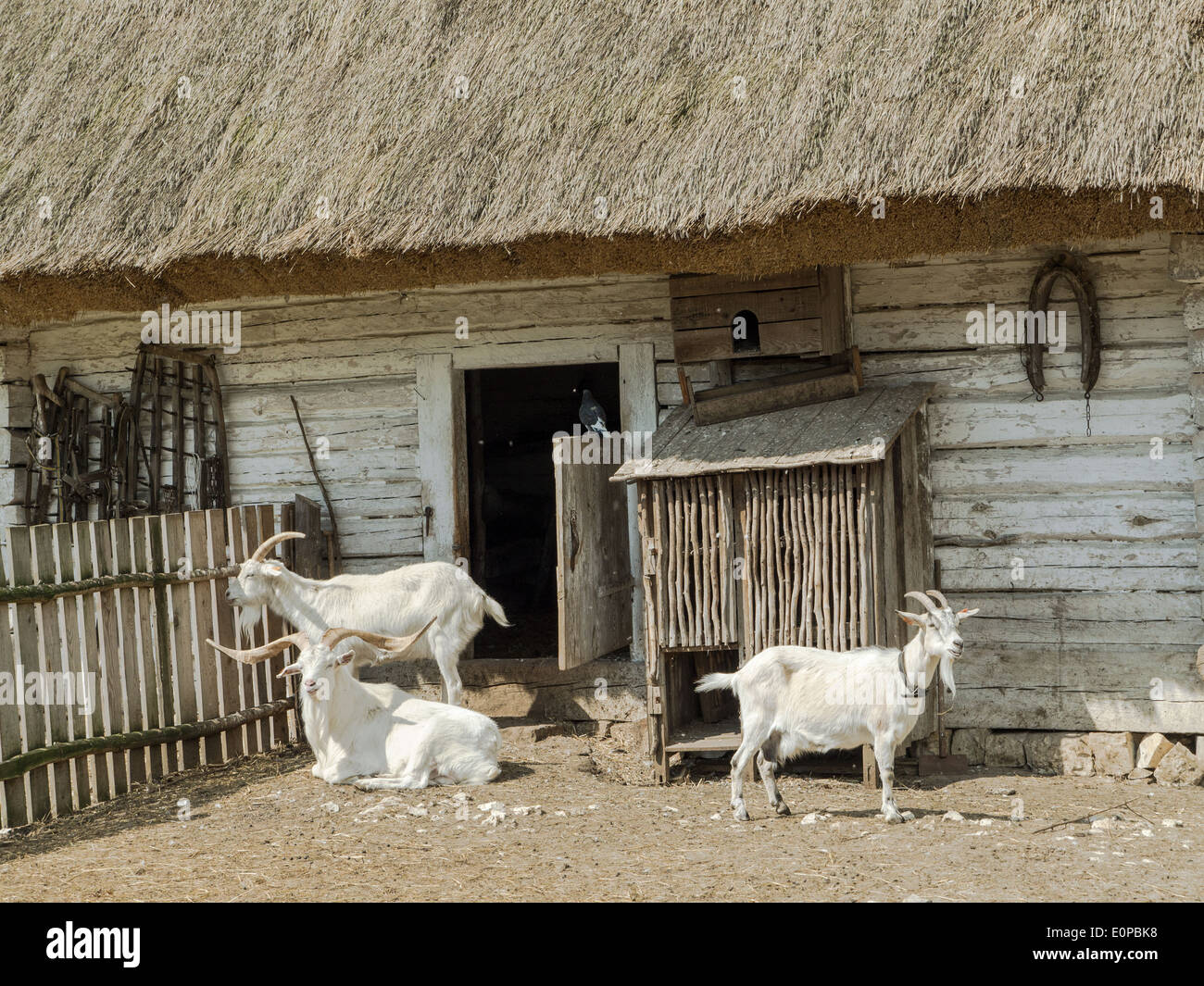 Ancienne ferme typique style Polish en chaume grange et trois chèvres Banque D'Images