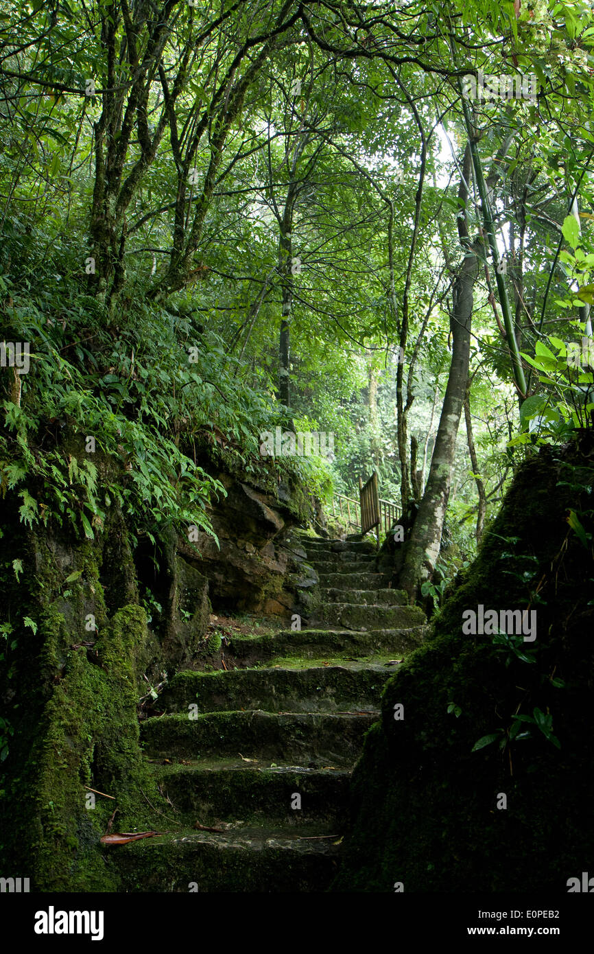 Escalier de pierre à l'ombre des arbres sur la montagne Ham Rong dans SAPA, Vietnam Banque D'Images