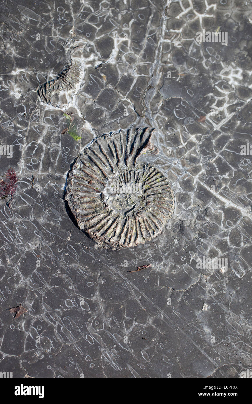 Gros plan d'un fossile d'ammonium dans la roche à Kimmeridge Bay, Dorset, Angleterre, Royaume-Uni Banque D'Images