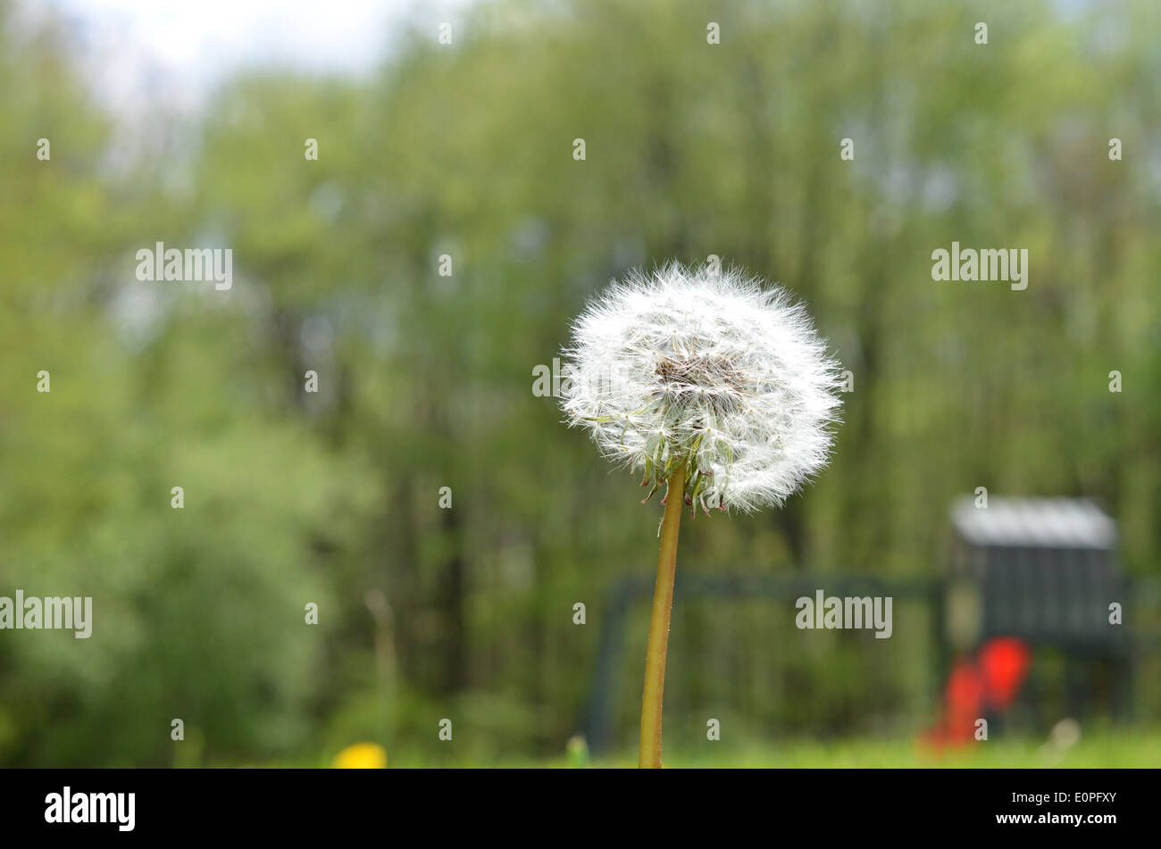 Le pissenlit fait aux semences Banque D'Images