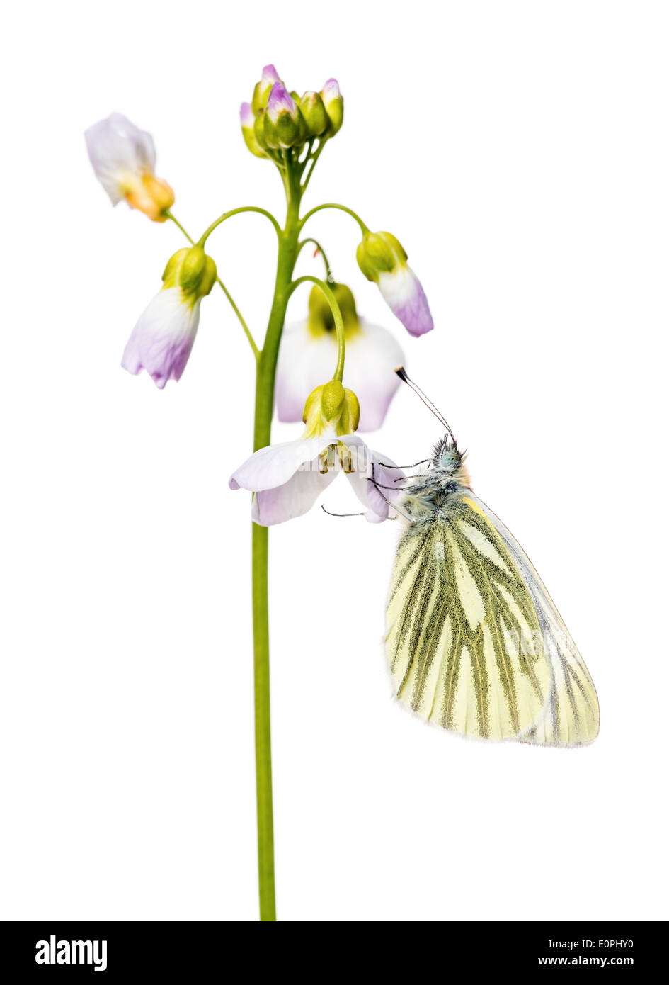 Un papillon blanc veiné vert, reposant sur les pétales de fleurs de Coucou, sur un fond blanc. Banque D'Images