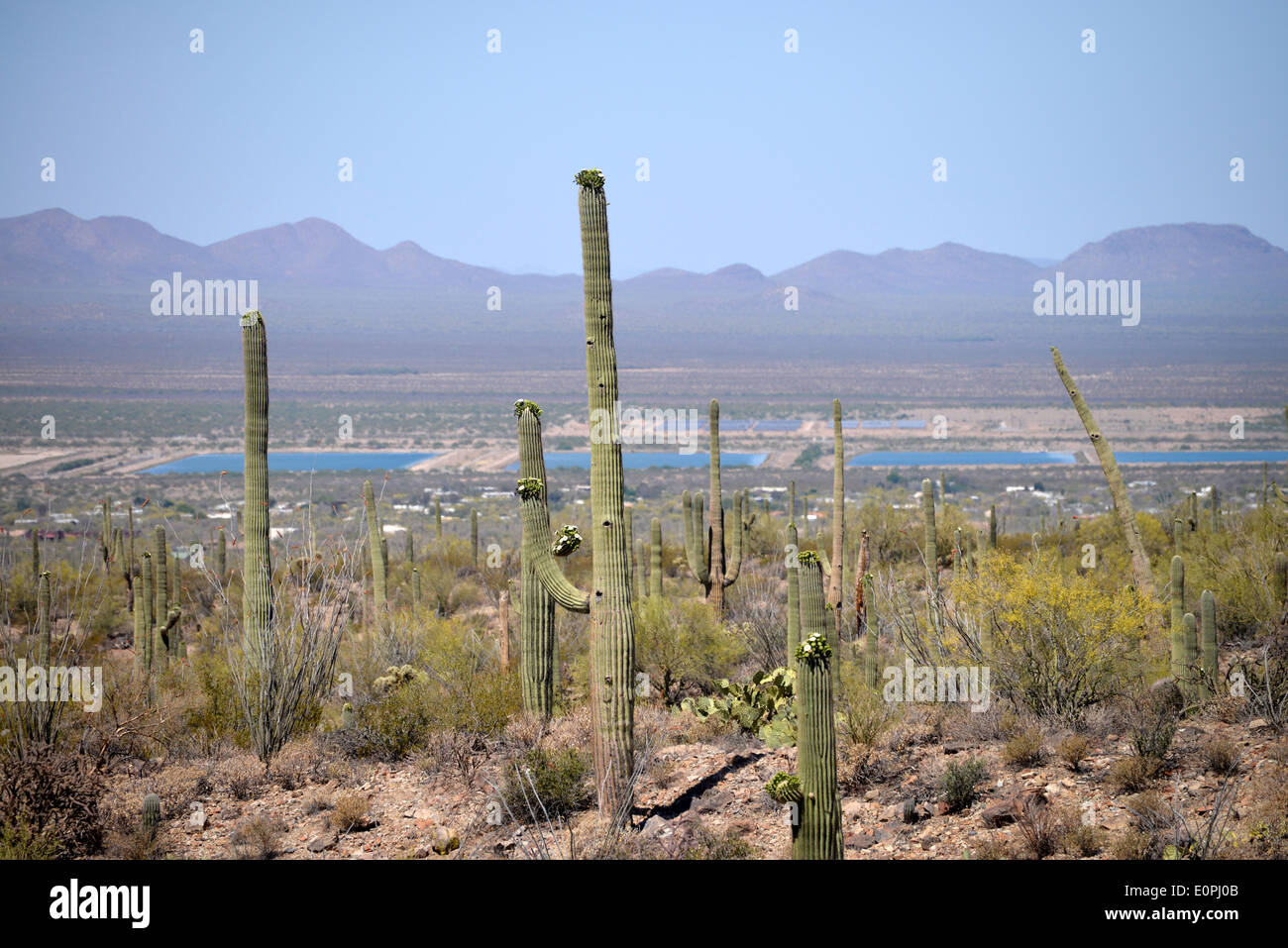 Les bassins d'alimentation près de Tucson, Arizona, contenir de l'eau à partir de la Central Arizona Project, qui apporte de l'eau du fleuve Colorado la région. Banque D'Images