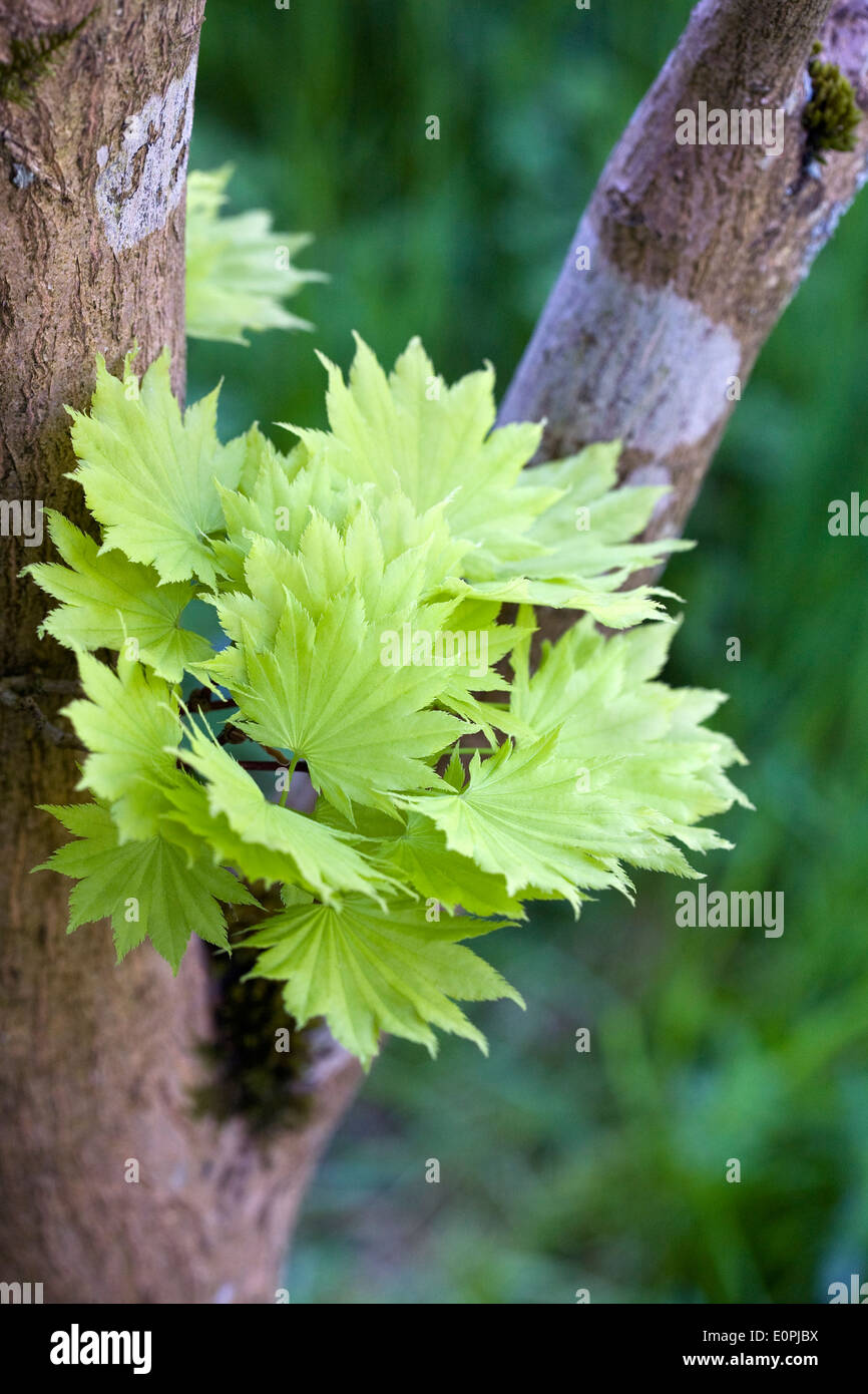 Acer shirasawanum 'Aureum'. Les feuilles émergent au printemps. Banque D'Images