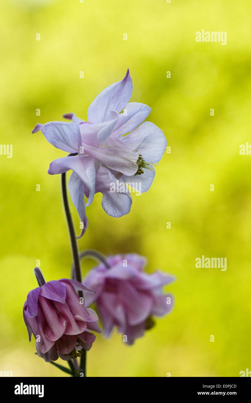 Aquilegias dans un cottage anglais jardin. Banque D'Images