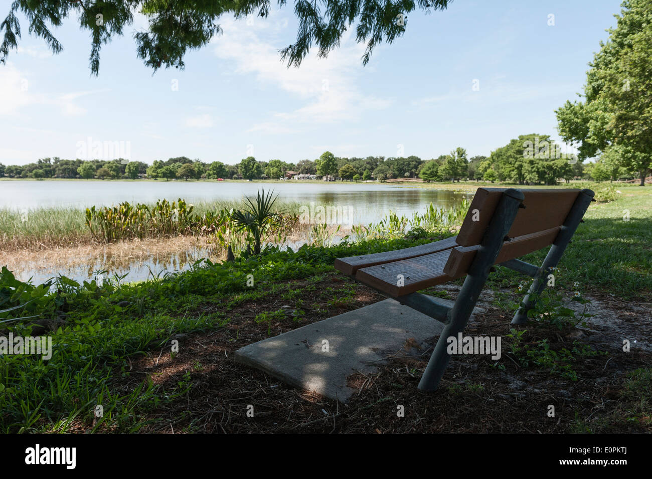 Lake Griffin à Leesburg, Central Florida rivage. Banque D'Images