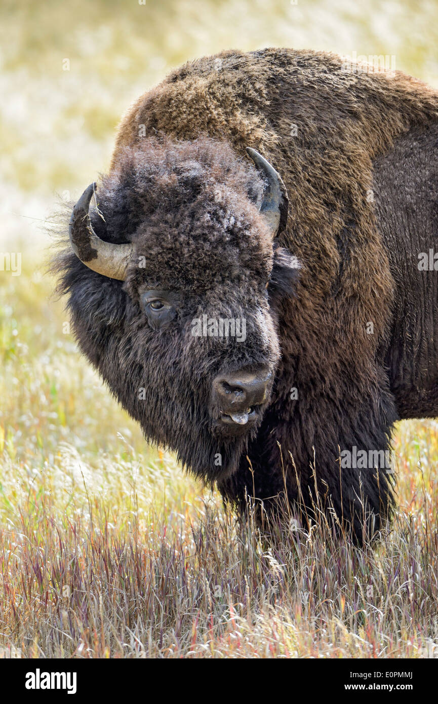 Un bison bull à l'automne dans le Parc National de Yellowstone. Banque D'Images