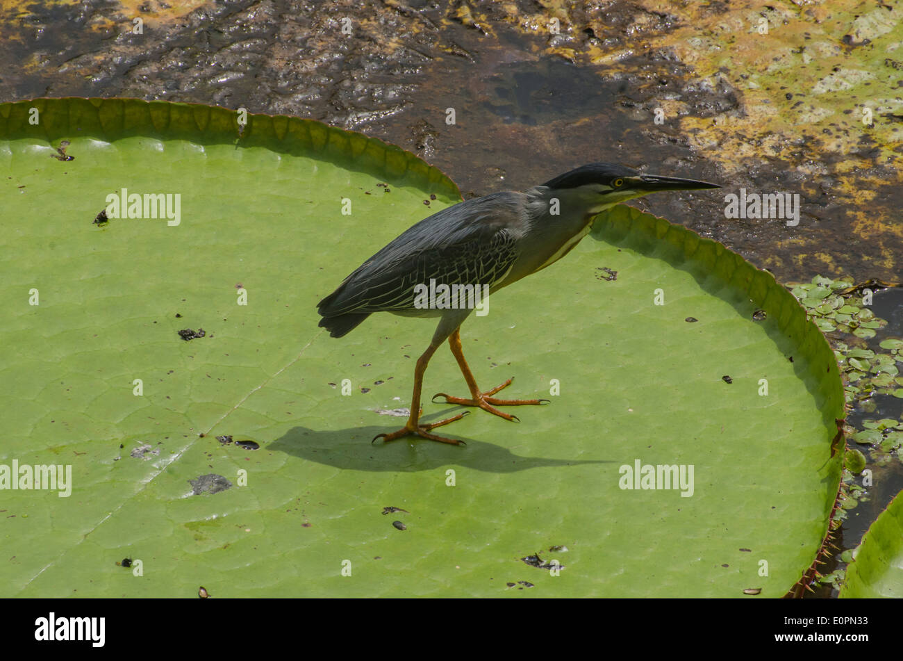 Blue Bird sur une feuille de nénuphar sur amazon river Banque D'Images