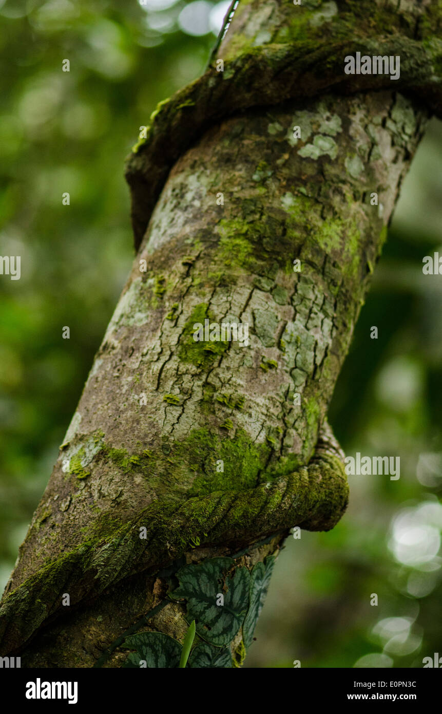 Liana le forêt amazonienne ayahuasca Banque D'Images