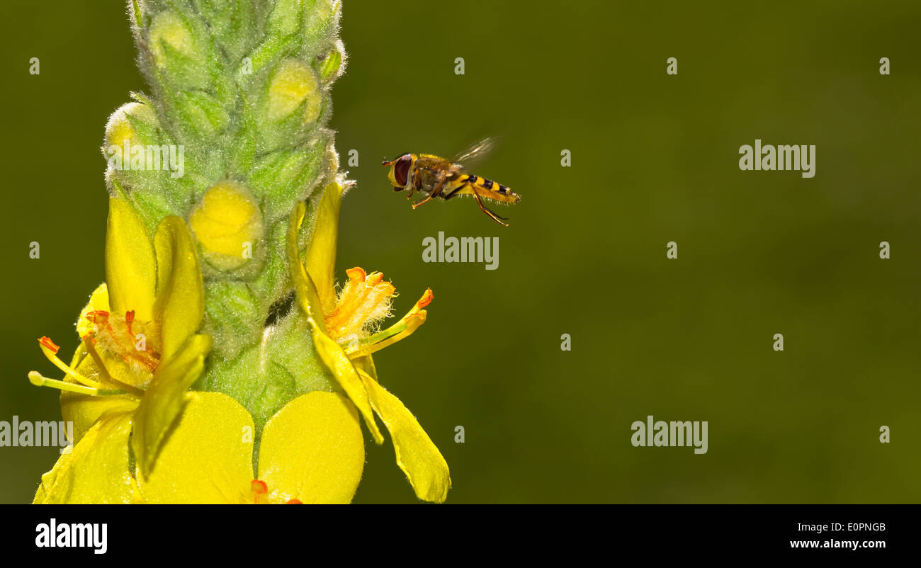 Hoverfly en vol Molène pollinisateurs Château-d'Oex, Suisse Banque D'Images