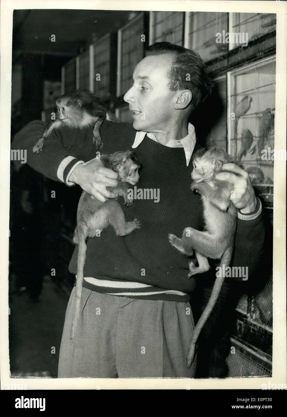 10 déc., 1956 - 10-12-56 trois singes échapper à une animalerie et visiter une maison publique. Les trois singes, d'un lot de trente à ta grande animalerie à Camden Town échappés de leur cage durant le week-end et fait des ravages dans le magasin. Il semble que les singes ont imposé leur de leur cage et ensuite autour de l'ouverture de la cage des autres singes. Les trois qui sont sortis du magasin ont été trouvés à la propagation d'Aigle , une maison publique locale et ont été retournés au magasin ce matin. Photo Keystone montre : M. John Palmer, le propriétaire du magasin avec la récupération des singes ce matin Banque D'Images