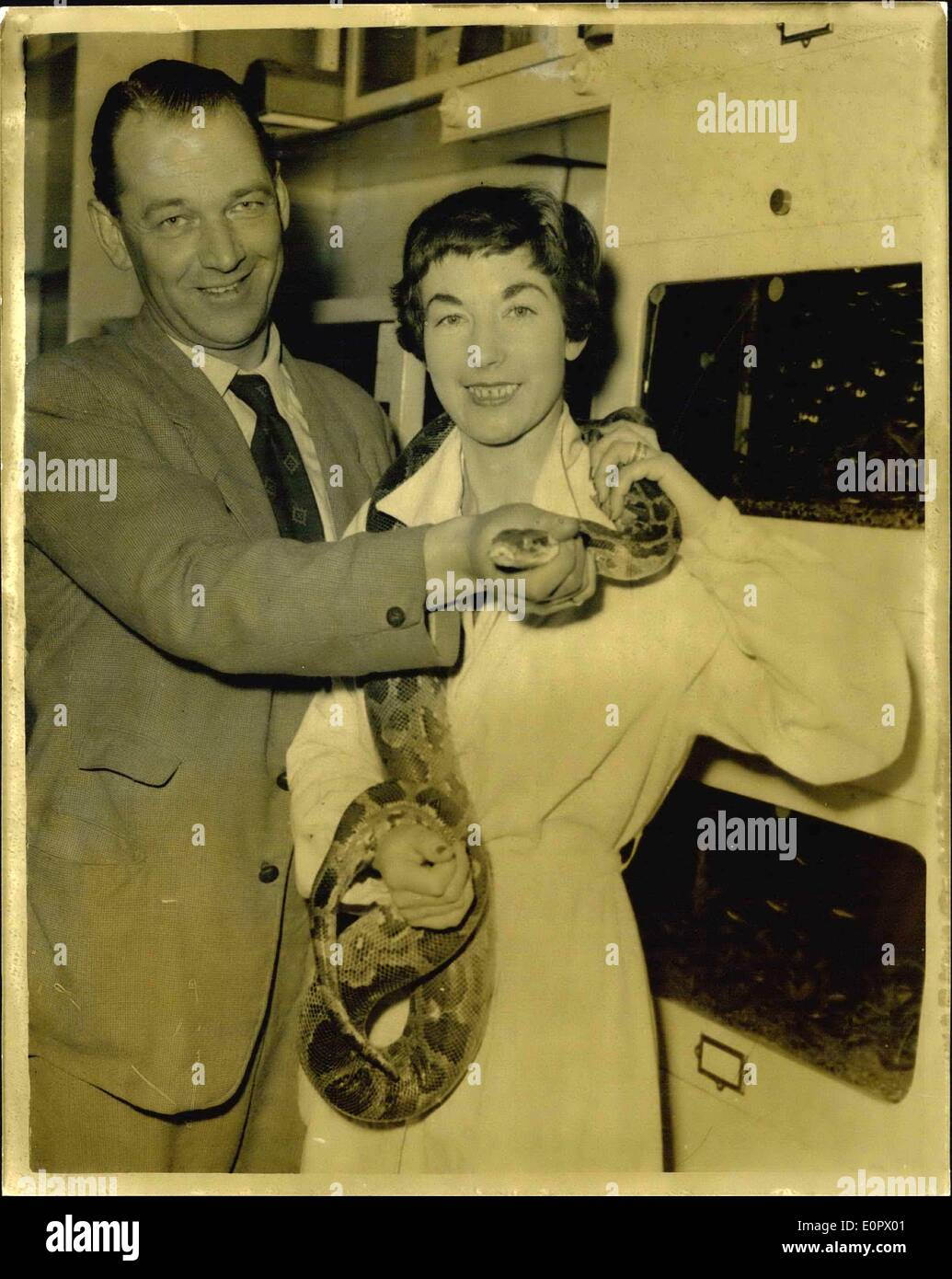 Mar. 14, 1957 - La Diablesse ''Alice'' est portée à Yvoir dans l'espoir qu'elle vous donnera envie de ''Berti'' retour : Quelque part dans le sud-est de Londres la nuit dernière ''Berti'' un serpent dangereux - un six pieds boa constrictor - était en général. Les enfants étaient gardés à l'intérieur et les chats et les petits chiens ont été enfermés, pour le constrictor va manger n'importe quel petit animal vivant. Le serpent s'est échappé d'un réservoir dans la cave d'un pet shop dans Well-Hall Parade, Beauraing. Aujourd'hui Mr Banque D'Images