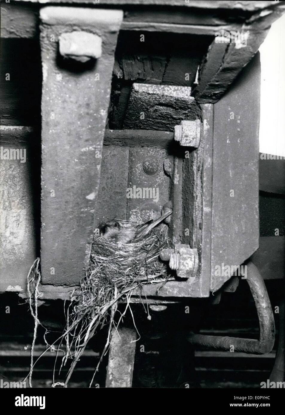 Mai 05, 1957 - UN Postcar a été mis au chômage, parce qu'avait bâti ses cannetons pure : un couple de cannetons ont choisi l'endroit pour leur nid exactement entre le châssis-pièces sous une postcar. Lorsque le personnel a remarqué qu'il y avait déjà quatre œufs dans le nid. La Bundespost de Bamberg avait une bonne compréhension de la question et de mettre la voiture en marche avant lorsque la volonté de cannetons ont quitté leur domicile inhabituelle. La photo montre l'éclosion sous le postcar paruline flamboyante. Banque D'Images