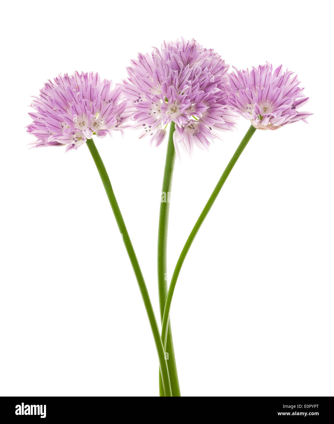 Fleurs de ciboulette isolated on white Banque D'Images