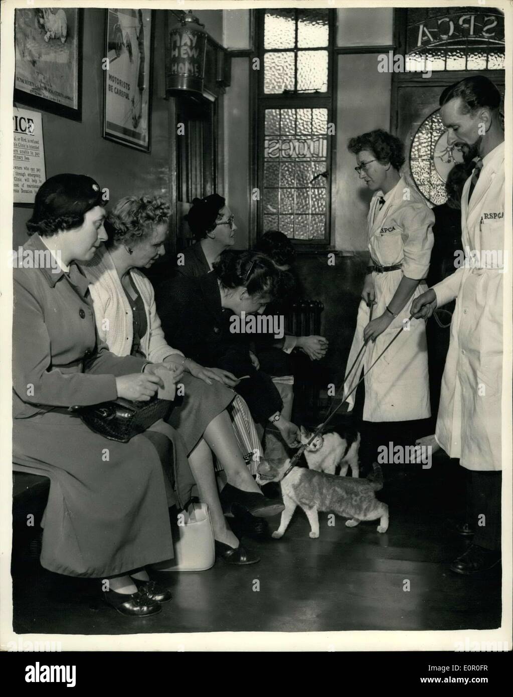 Juin 06, 1957 - Séance d'identification pour les chats volés récupérés. : 9 chats, qui ont été récemment volés dans le sud de Londres, et récupérés par la R.S.P.C.A., ont défilé cet après-midi à des fins d'identification - à la société Mayhem Maisons. La photo montre une partie de l'être vu les chats ont défilé pour l'identification de cet après-midi. Banque D'Images