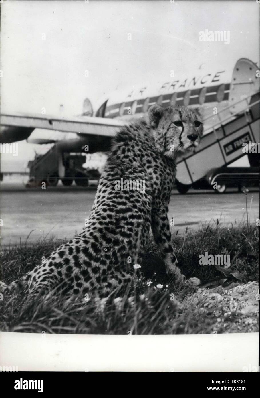 Septembre 11, 1957 - Kenya Guepard vole à New York en passant par Paris. : l'aéroport d'Orly vient d'un passager plus insolite ce matin, un Kenya Guepard qui arrive à Paris et a été réexpédié à New York. Photo montre le Guepard en attente d'être emmené à bord d'un avion Airfrance Banque D'Images