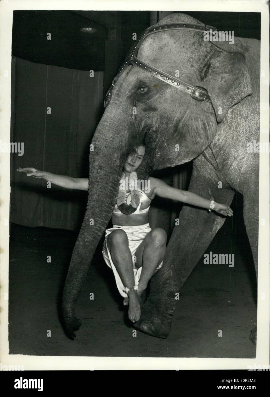 Le 12 décembre 1957 - Noël à répéter pour l'Olympia Circus : Rita Veau, 18 ans, de Northolt, avec sa tête dans la bouche d'un éléphant s'effectue autour de l'anneau du cirque. Cela fait partie de l'éléphant Ballet présenté par Doreen Duggan. Banque D'Images