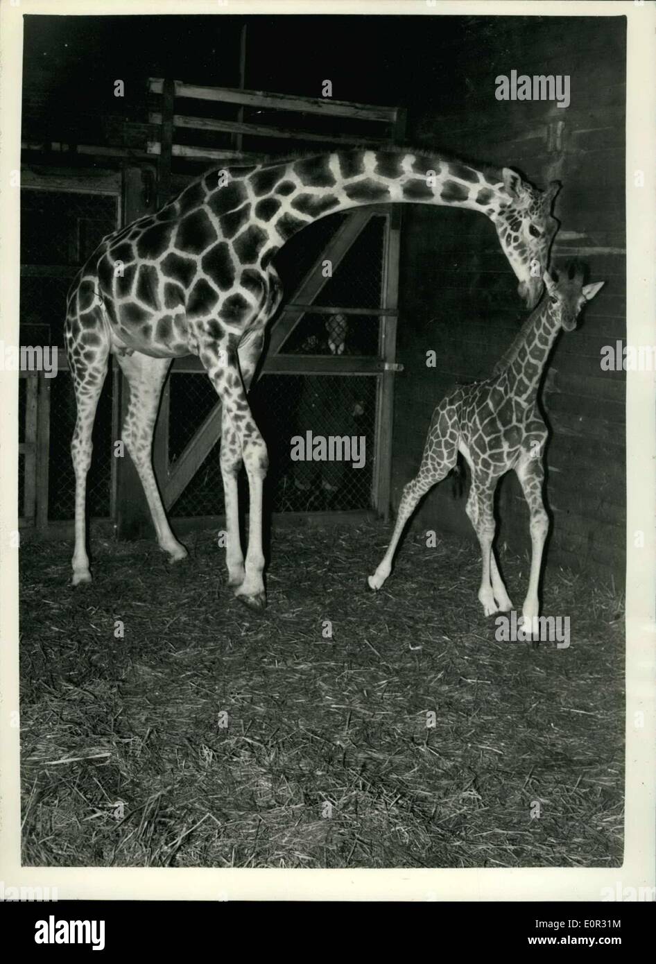 11 novembre 1957 - '''maggie'- avec son 1,500 bébé. Girafe et sa progéniture: '''aggie' le Camel du zoo de Whipsnade était à voir Banque D'Images