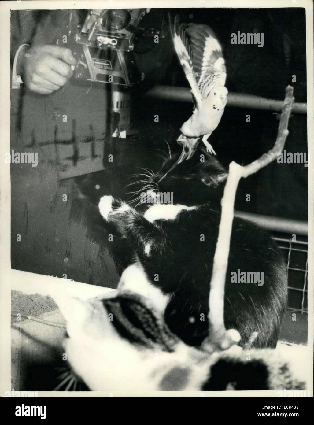 09 janvier 1958 - Salon national des oiseaux de cage : l'Exposition nationale d'oiseaux de cage & Aquariums, a ouvert aujourd'hui à Olympie. Photo montre playmates inhabituelle dans la même cage à Olympie aujourd'hui ont été ces deux chats et une perruche, appartenant à Mme Winton, de l'Ecosse. Billy, la perruche ondulée, est vu l'atterrissage sur la tête de Maman, un chat noir, suivi par l'autre, de la poussière, cat. Banque D'Images