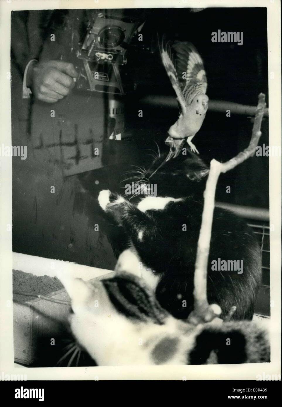 09 janvier 1958 - Salon national des oiseaux ; l'Exposition nationale d'oiseaux de cage & Aquariums, a ouvert aujourd'hui à Olympie. Photo montre playmates inhabituelle dans la même cage à Olympie aujourd'hui - ont été ces deux chats et une perruche, appartenant à Mme Wintec, de l'Ecosse. Billy le budgeriegar, est vu menant sur la tête de Maman, un chat noir, regardée par Pluff, l'autre chat. Banque D'Images