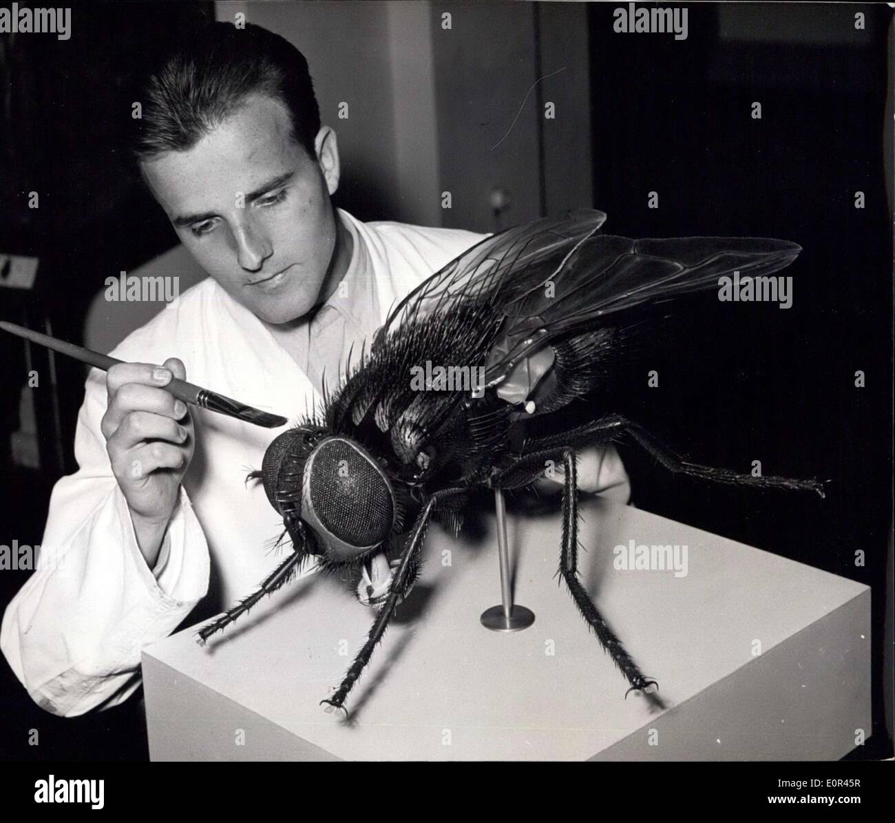 Le 23 janvier 1958 - .....sont à admirer dans le musée de sciences naturelles dans l'Est de Berlin. Son passe-temps le sculpteur Berlin Keller développé pour exactement une tâche de vie. Pendant des années et des années, il a été laborieusement imitant exactement ces alésages estival de l'être humain. Ses outils étaient en bois, gypse, celluloïd, résine artificielle en plastique transparent et le fil. Avec des mains habiles il a été l'imitation, ce qu'il pouvait reconnaître sous le microscope. Ils disent que le travail à ce gigantesque insectes détruit ses nerfs. Une cigale a été son dernier travail puis il mourut. Banque D'Images