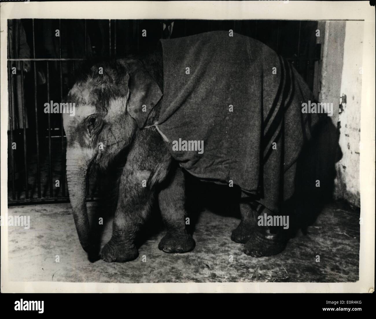 Jumbo Elephant Zoo Banque D Image Et Photos Alamy