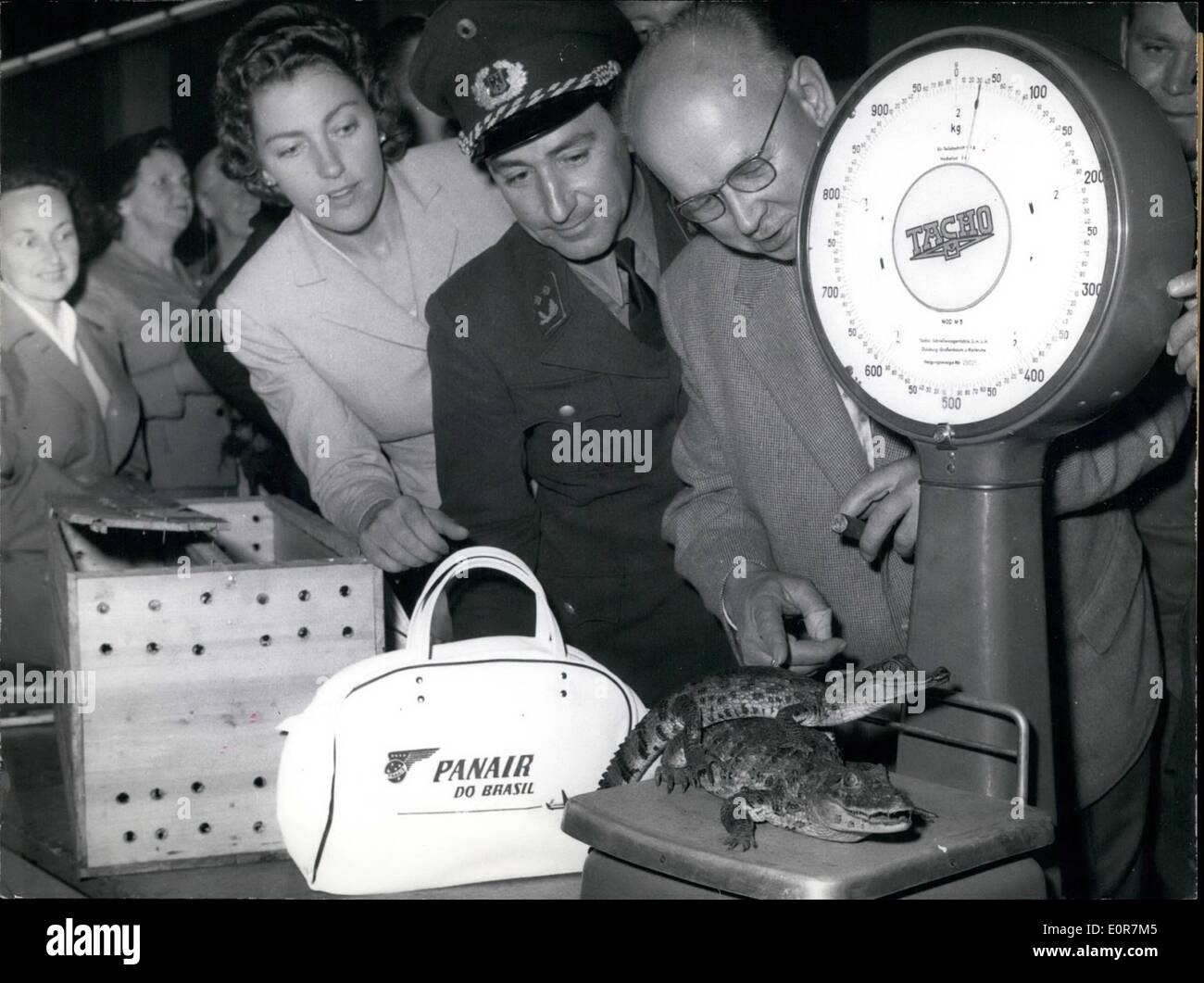 Mai 05, 1958 - Les nouveaux animaux de aquarium de Berlin et Dusselforf : rare hier de marchandises le 28 mai 1958 par avion arrivait à l'air-port de Dusseldorf-Lohausen, une caisse avec quatre crocodiles, qui transportait un journaliste Berlin Accueil du Brésil pour l'aquarium de Düsseldorf et Berlin. Mme Ursula Heisinger, qui devait elle-même la capture de ces animaux ainsi que certains ''Red les Indiens, pour un certain temps a été vivant dans le district d'Amazonas Banque D'Images