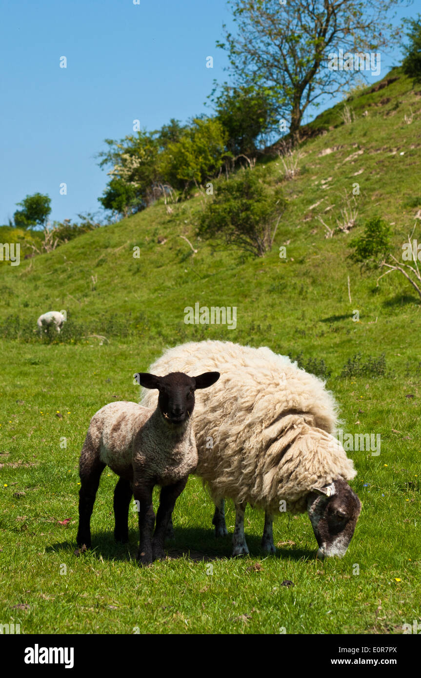 Visage noir mouton et agneau Norfolk Banque D'Images