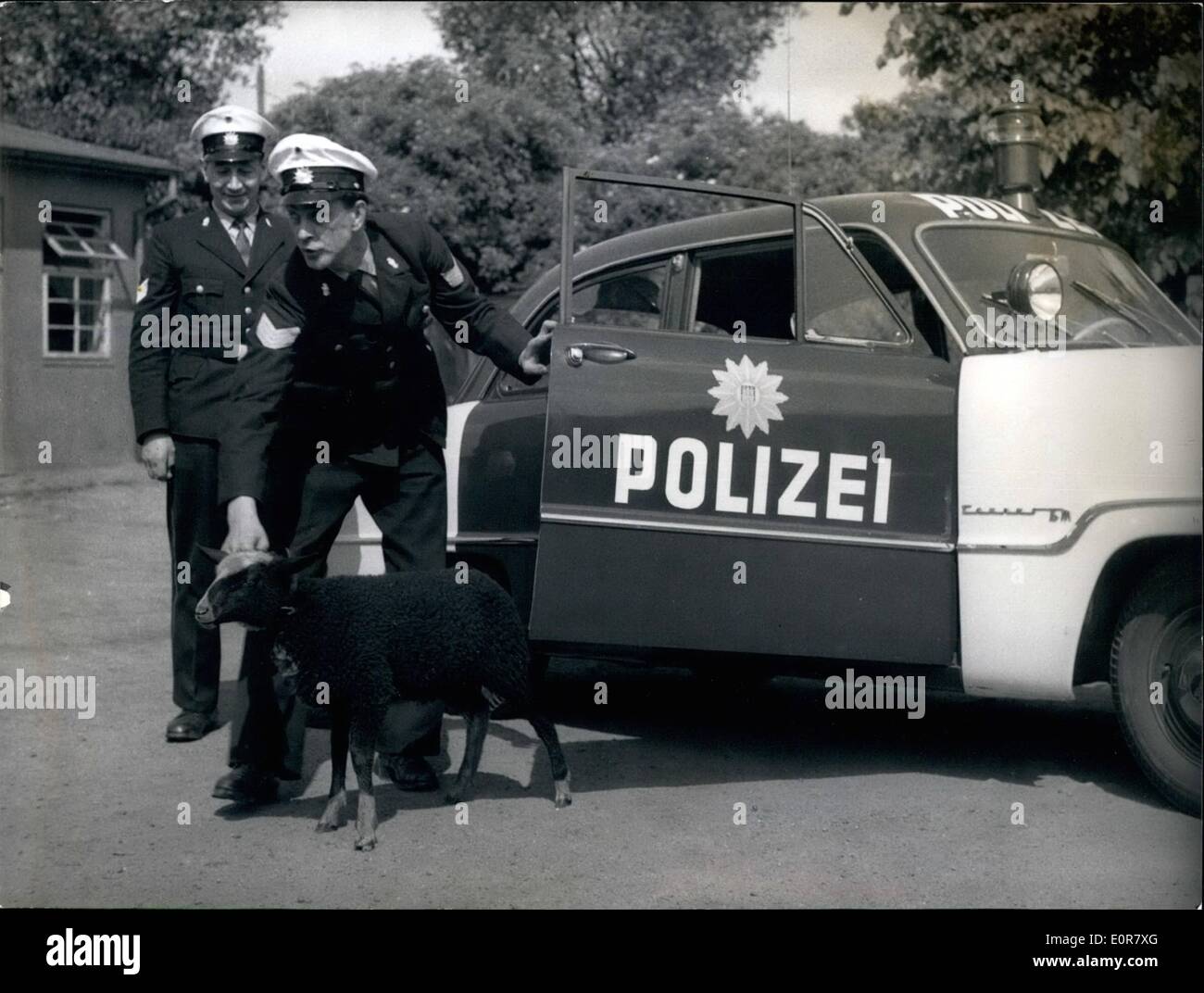 Juillet 07, 1958 - Quand un mouton noir tout seul est de marcher le long du port de Hambourg en particulier le vendredi il doit compter avec la possibilité d'être détenus par la police. De nombreux ''Black sheep'' ont déjà été emmenés dans cette voiture de police - mais jamais à quatre pattes". Banque D'Images